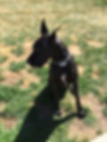 Colt
