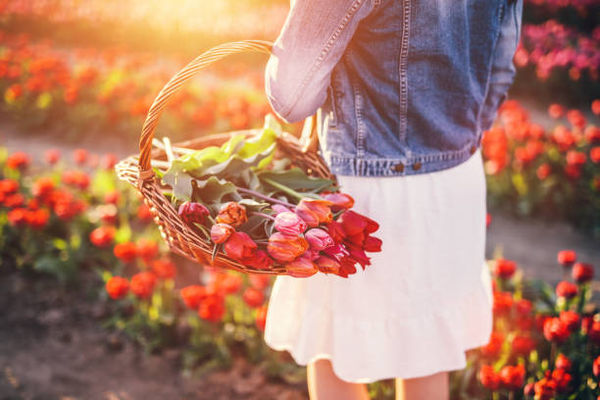 Woman walking through tulip fields in Pelham, Fenwick, Niagara, carrying a basket of tulips