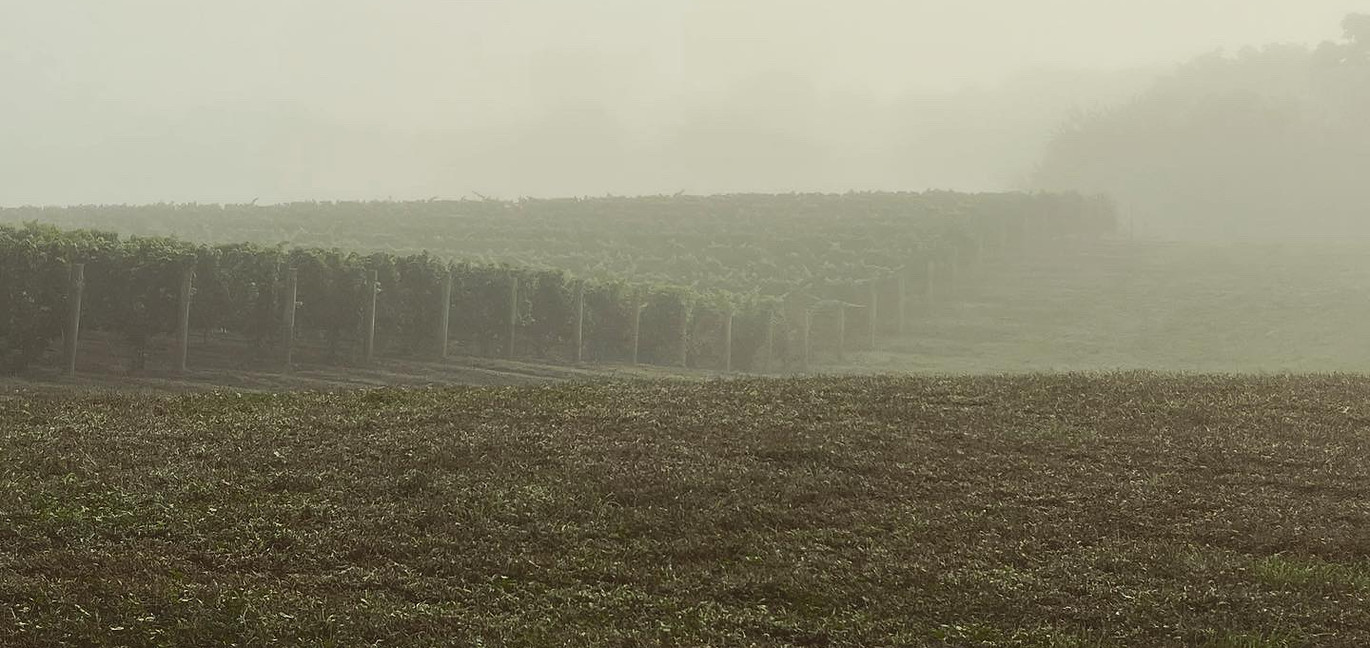 Vineyard and grapevines at Sons & Daughters Winery, Fonthill, Niagara