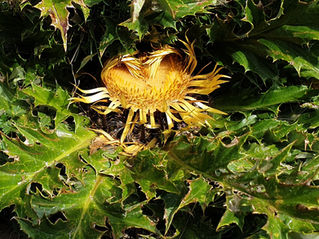               De colores, se visten los ojos en la primavera.....