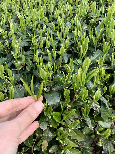 High quality fresh green tea leaves for ceremonial grade matcha.jpeg