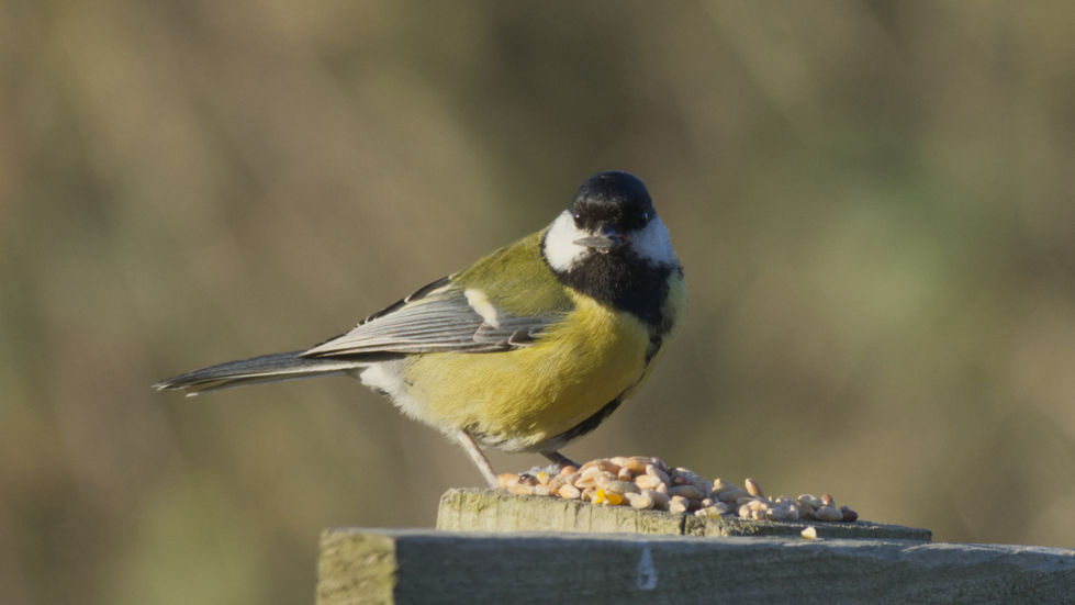 Bird with seed in mouth.jpg