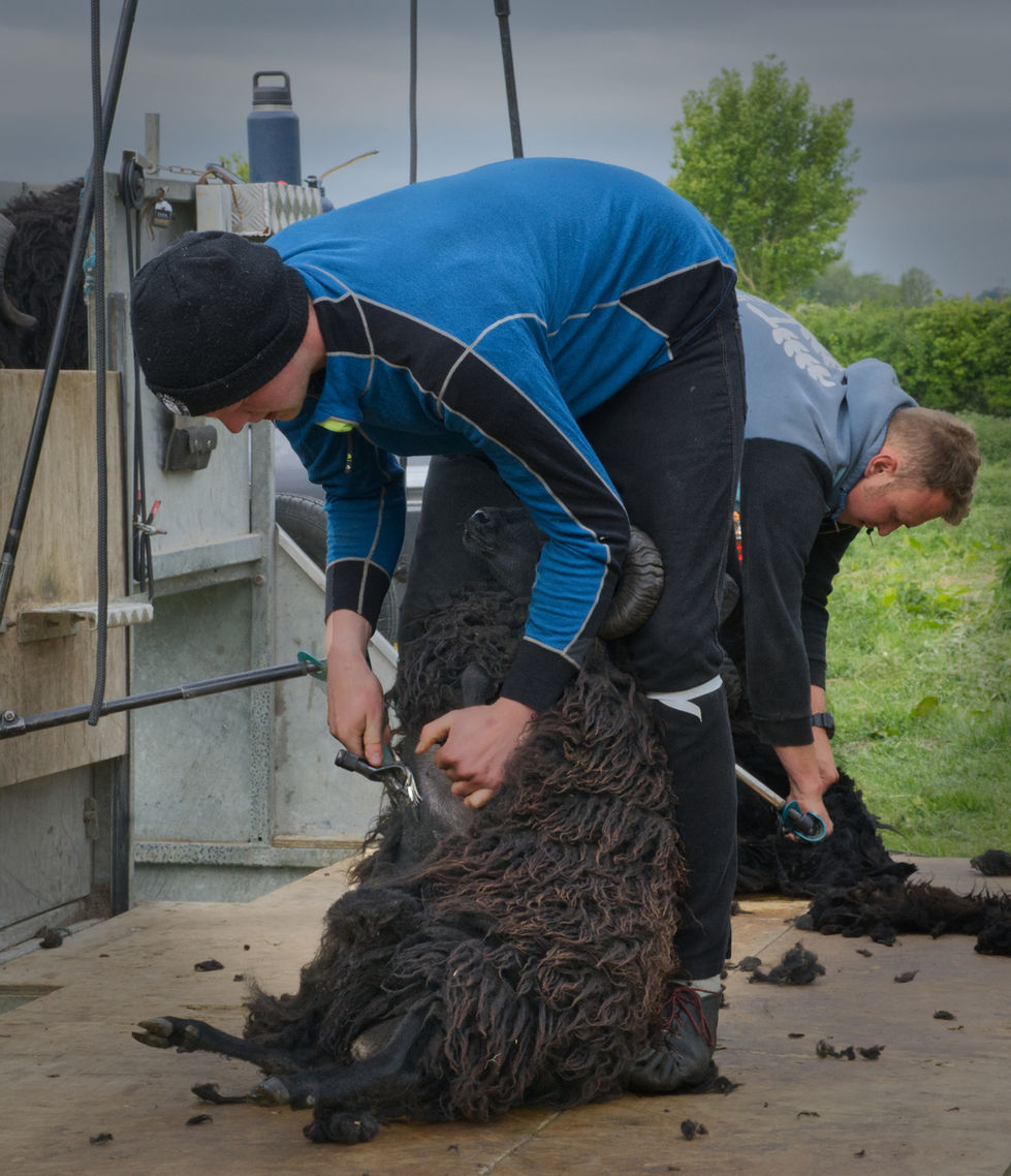 sheep being sheared