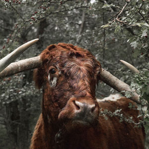 Conservation grazing