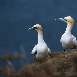 WILDLIFE