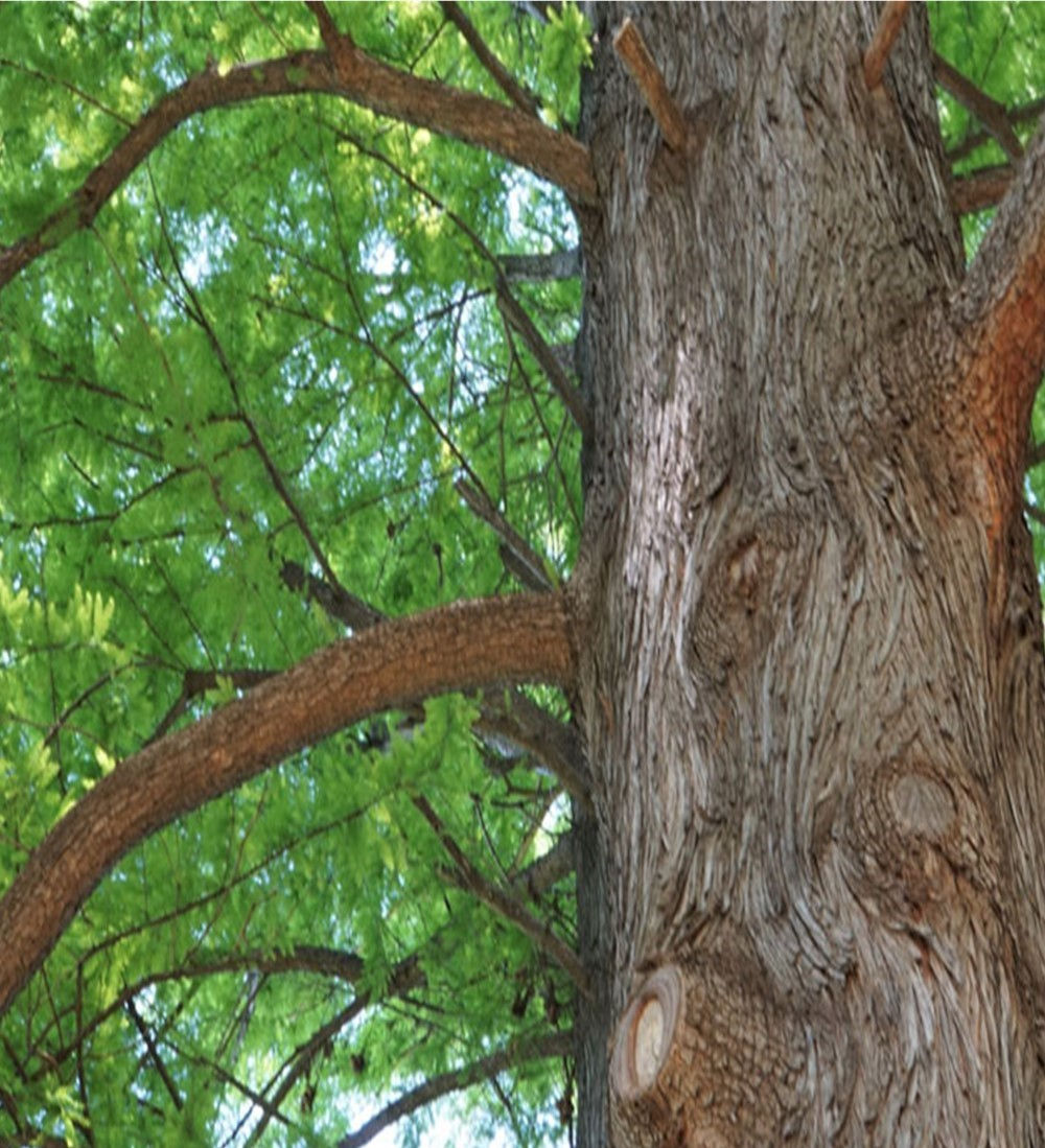 公園内には「生きた化石」と呼ばれる木がたくさん植えられているが、それはメタセコイアではない