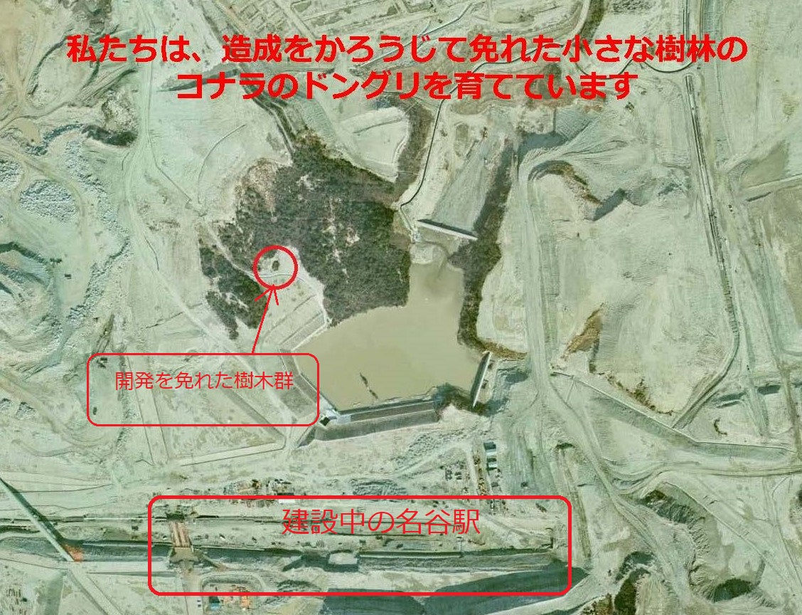 公園西側芝生広場のロックガーデンのようなところに生えている3本のコナラは、団地開発を偶然免れた「奇跡のコナラ」である