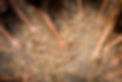 IMG_2996_L copy.jpg