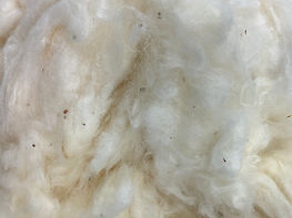 Cotton.jpg