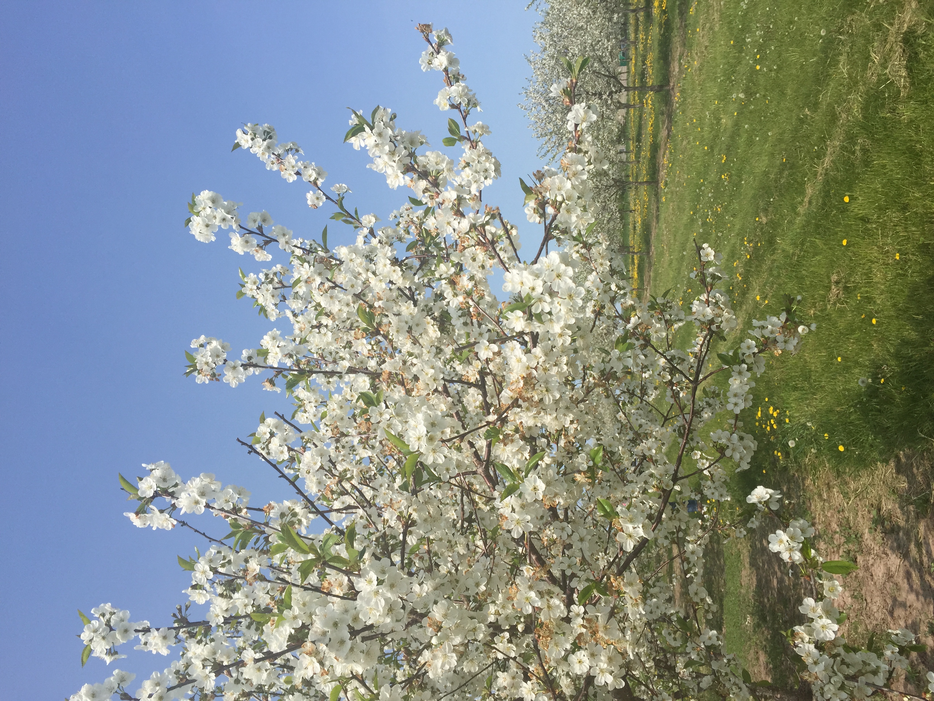 Photos Door County Cherries Meleddy Cherry Orchard