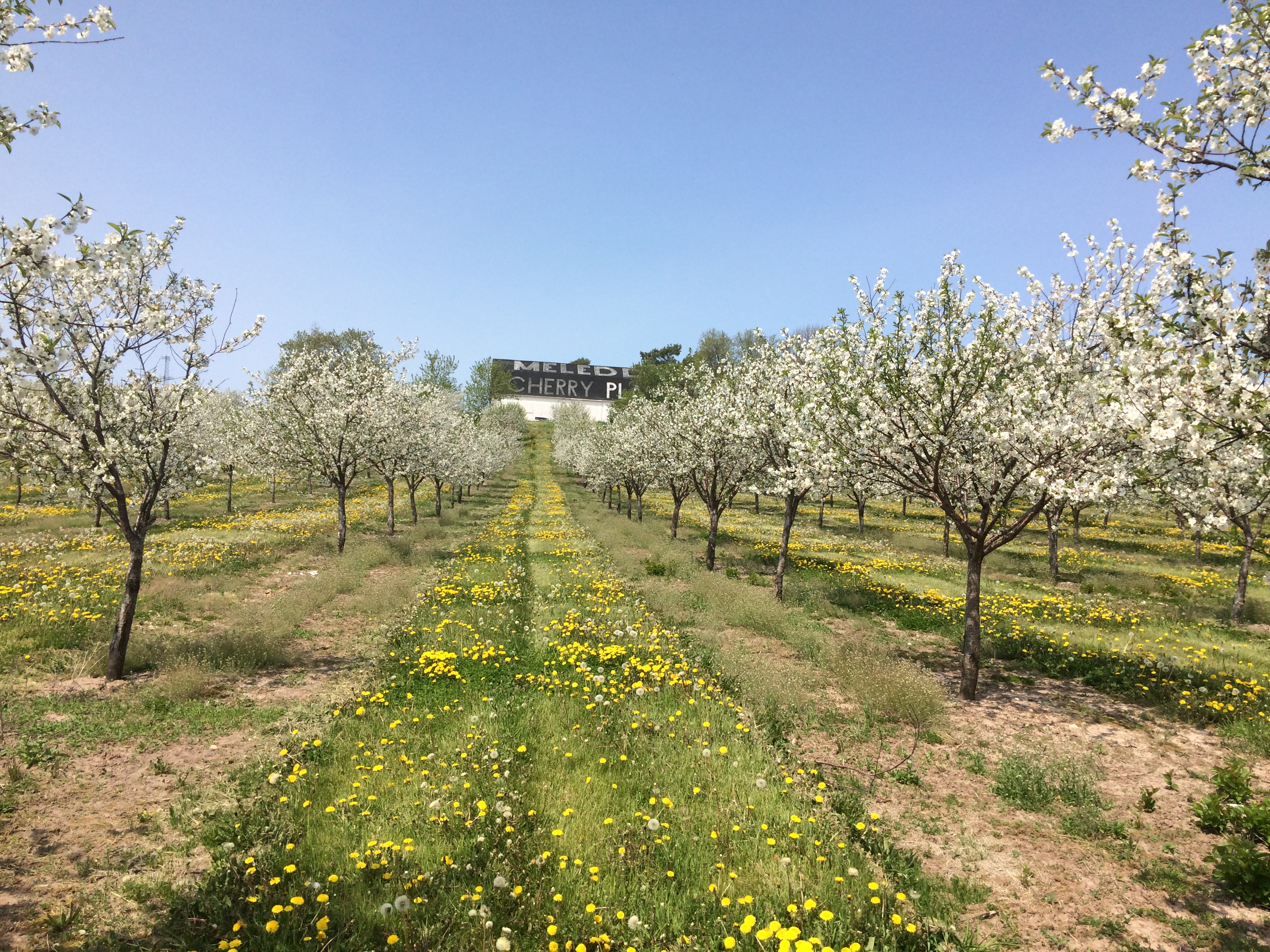 Photos Door County Cherries Meleddy Cherry Orchard
