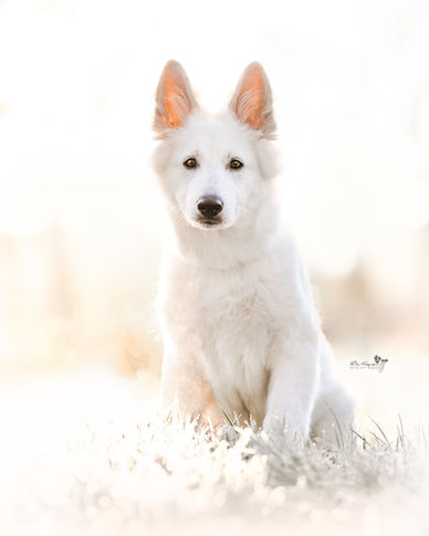 honden fotoshoot, hondenshoot Limburg