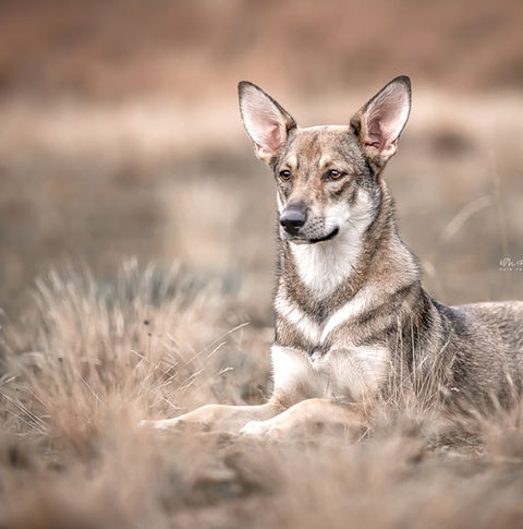 Hondenfotograaf, hondenfotograaf Limburg, dogsphotographer, honden, honden fotoshoot