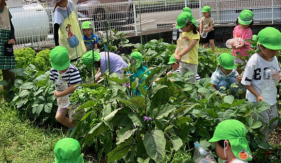 保育園の一日トップ写真夏野菜栽培.jpg