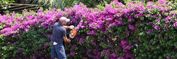 Jardinero