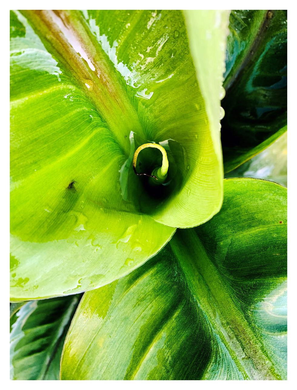 Thumbnail: Banana Close Up II Photographic Print