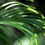 Thumbnail: Tropical II Photographic Print