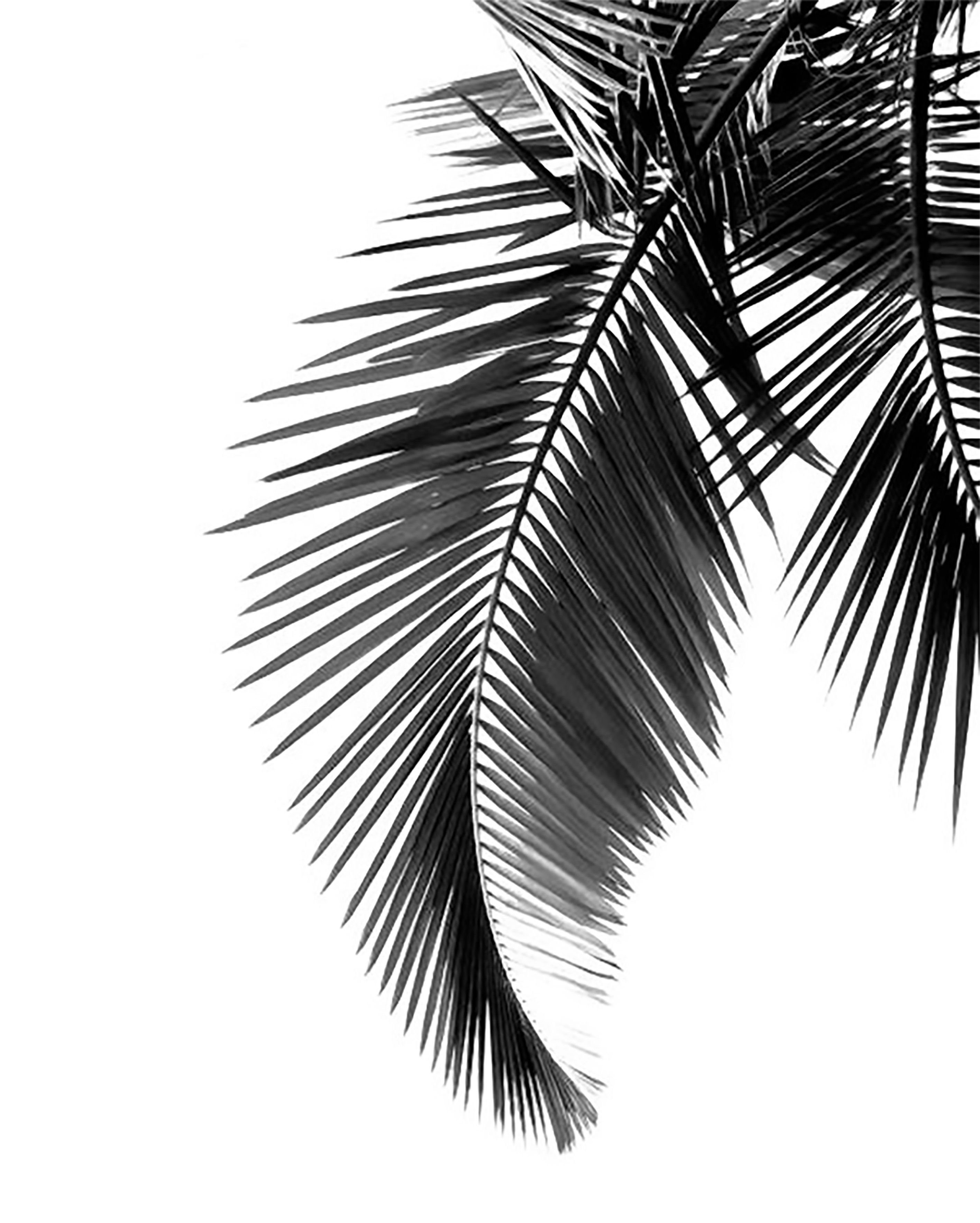 Black & White Palm Leaf Photographic Print