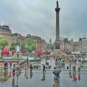 The Blue Pigeon (Humour)