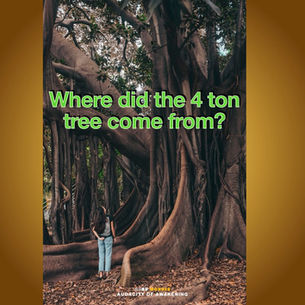 Where did the 4,000 kg tree come from?