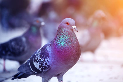 AdobeStock_221130281.jpeg