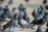 AdobeStock_80977420.jpeg