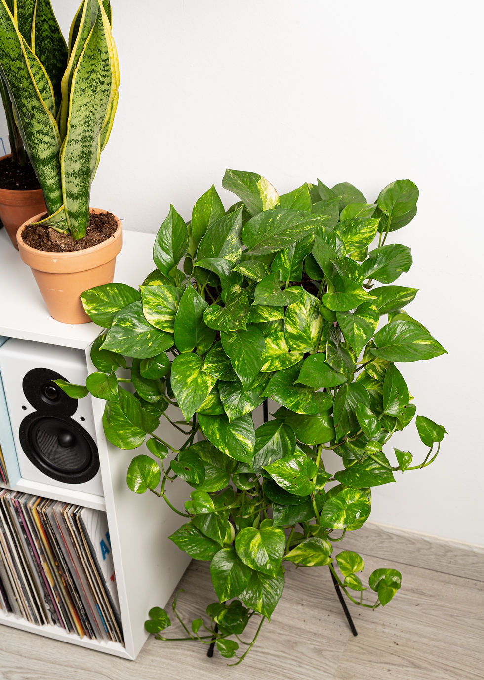 Miniatura: Trío Verde
