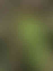 5ELEVEN Magazine LFW SS26 David Koma Spring Summer 2026 collection, London, October 30th, 2025