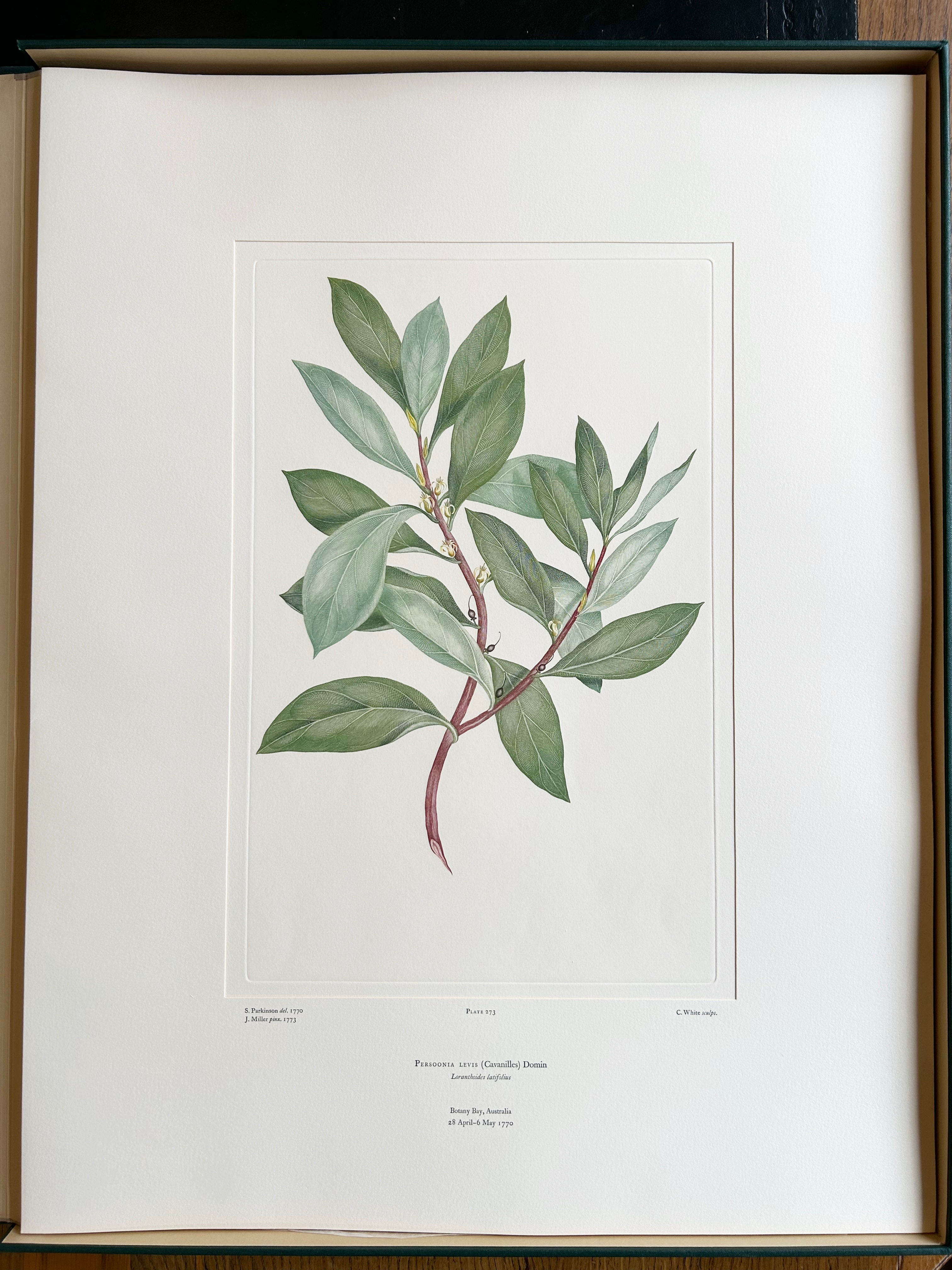 Banks’ Florilegium Plate 273 PERSOONIA LEVIS (PROTEACEAE)