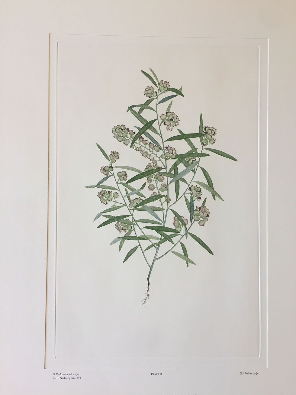 Thumbnail: Banks' Florilegium Plate 16 POLYGALA RHINANTHOIDES (POLYGALACEAE)