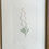 Thumbnail: Banks' Florilegium Plate 181 GOODENIA PANICULATA (GOODENIACEAE)