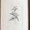 Thumbnail: Banks’ Florilegium Plate 163 WEDELIA SPILANTHOIDES (COMPOSITAE)