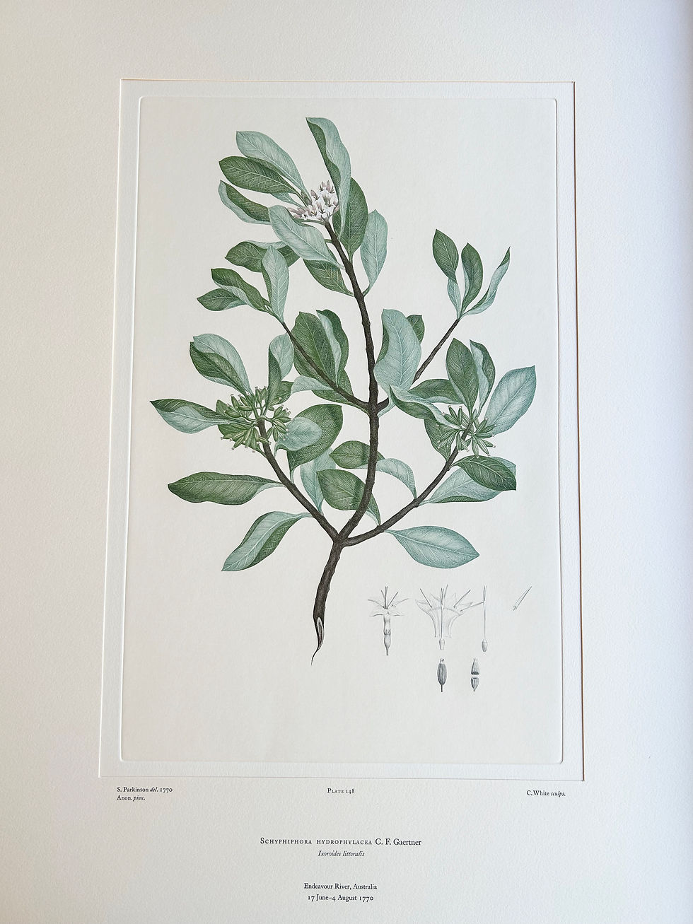 Thumbnail: Banks' Florilegium Plate 148 SCHYPHIPHORA HYDROPHYLLACEA (RUBIACEAE)