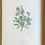 Thumbnail: Banks' Florilegium Plate 148 SCHYPHIPHORA HYDROPHYLLACEA (RUBIACEAE)