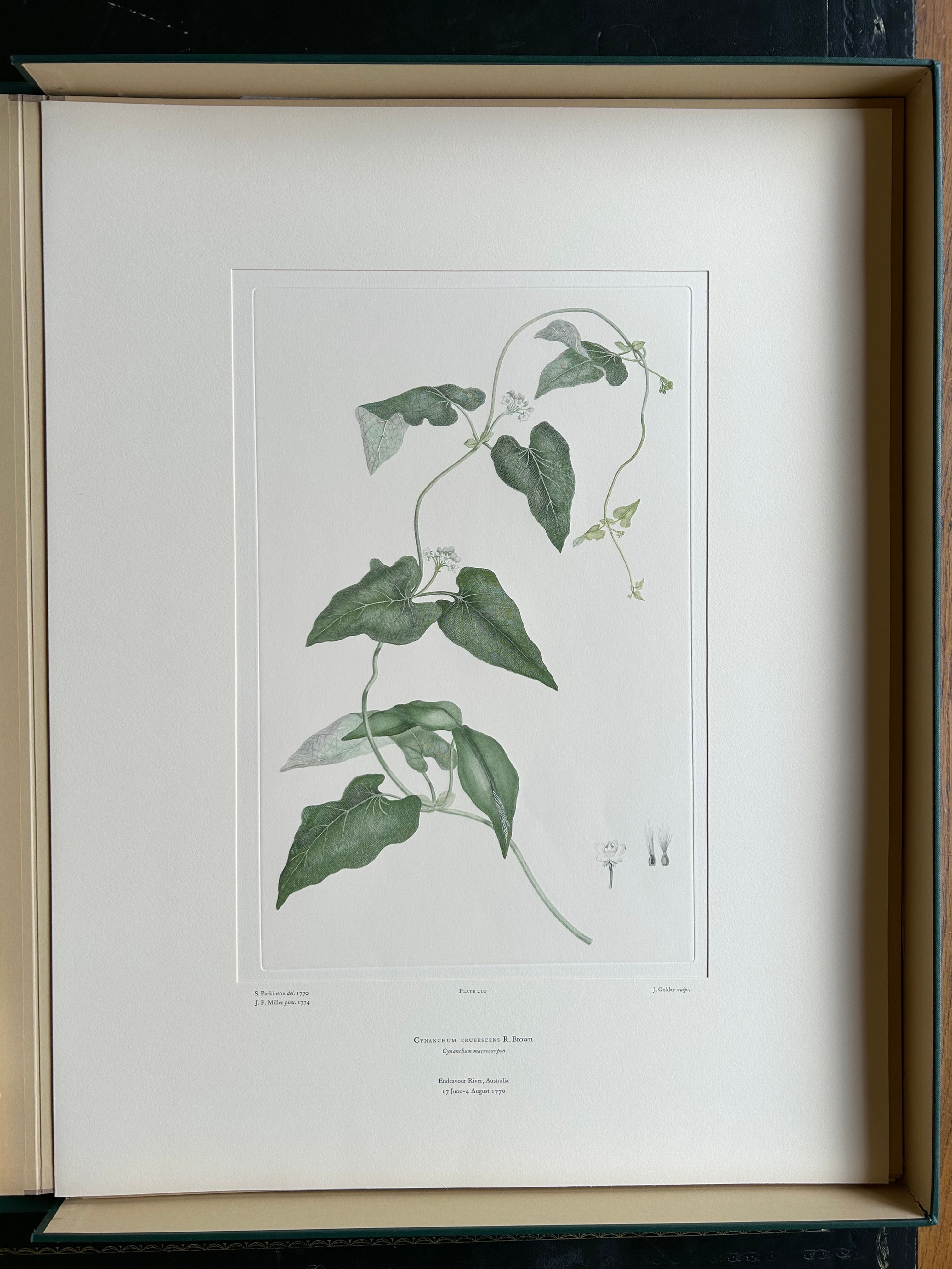 Banks’ Florilegium Plate 210 CYNANCHUM ERUBESCENS (ASCLEPIADACEAE)