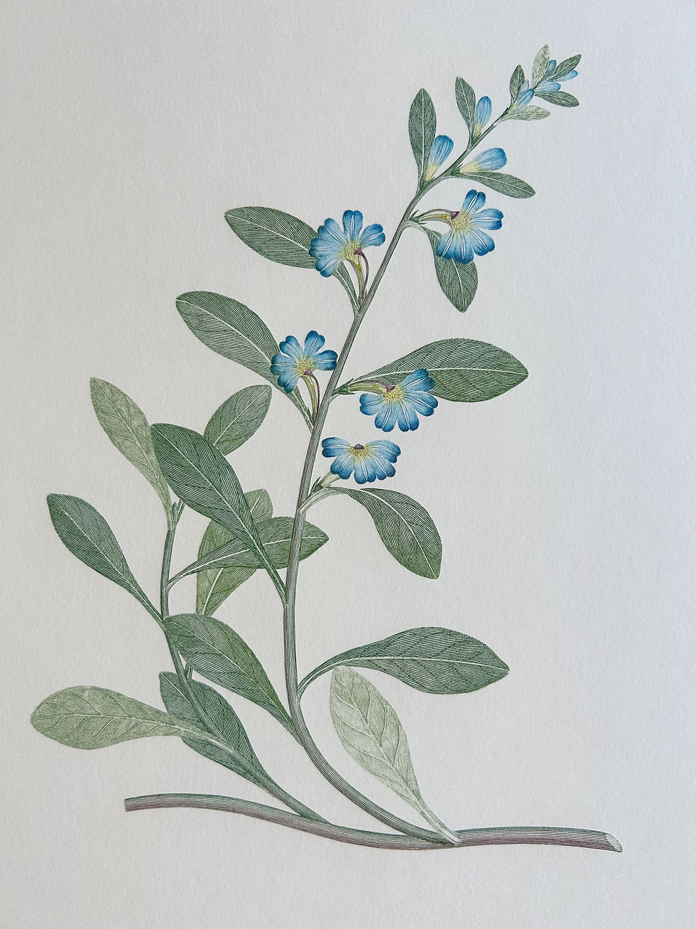 Thumbnail: Banks' Florilegium Plate 184 SCAEVOLA CALENDULACEA (GOODENIACEAE)