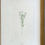 Thumbnail: Banks’ Florilegium Plate 287 PIMELEA CORNUCOPIAE (THYMELAEACEAE)
