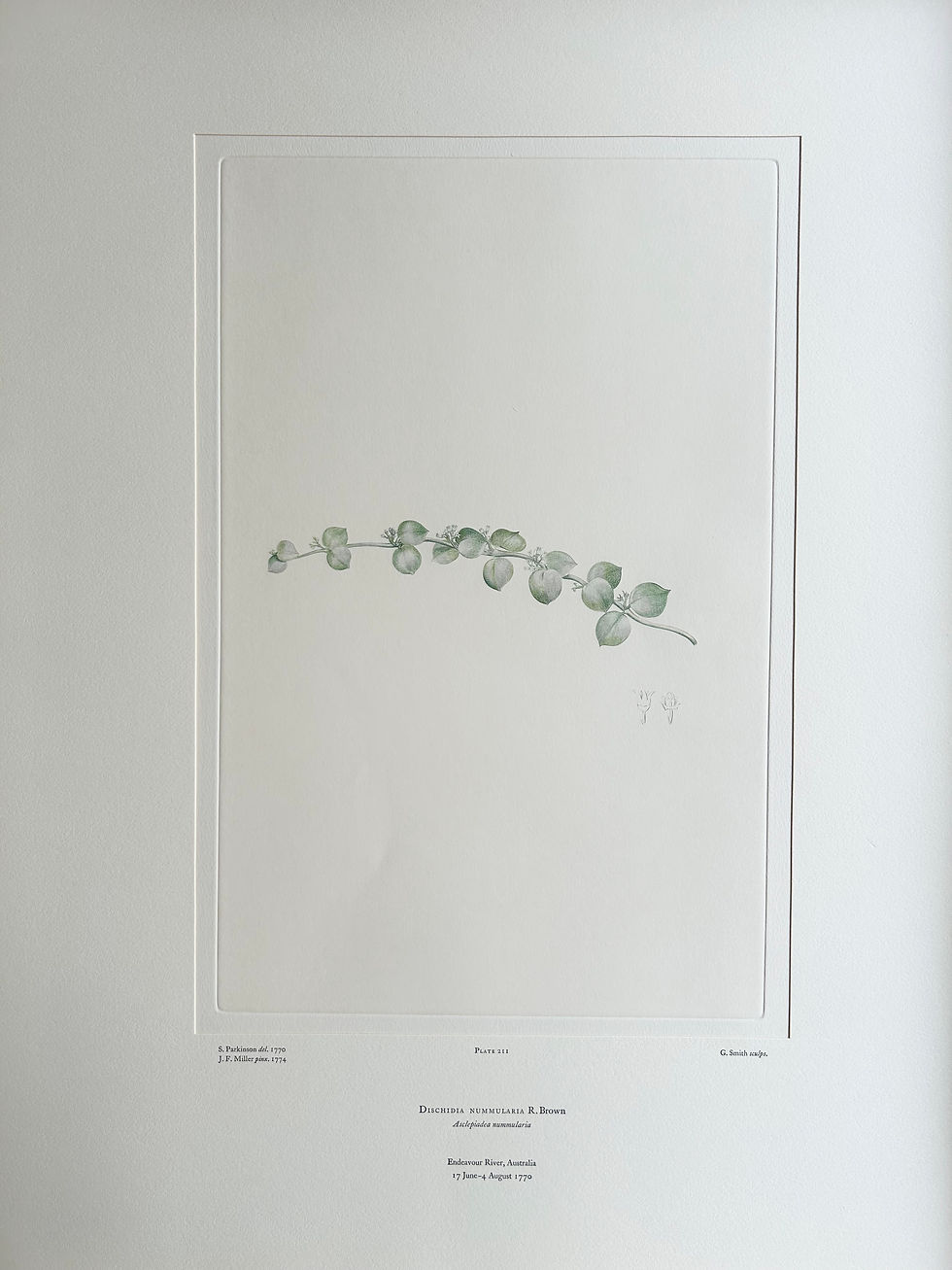 Thumbnail: Banks’ Florilegium Plate 211 DISCHIDIA NUMMULARIA (ASCLEPIADACEAE)