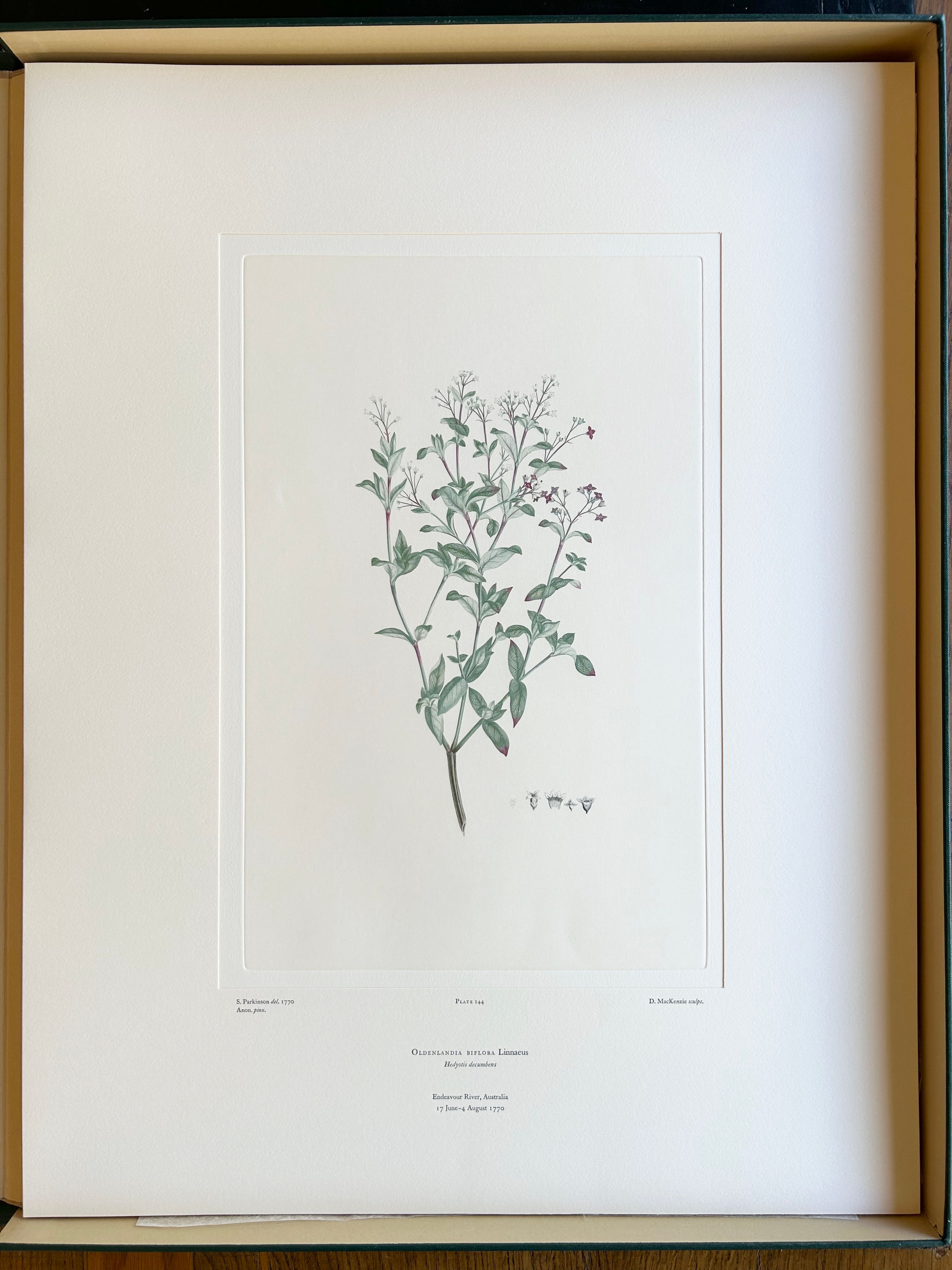 Banks' Florilegium Plate 144 OLDENLANDIA BIFLORA (RUBIACEAE)