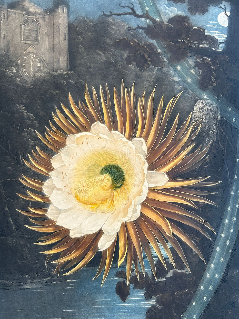 Thumbnail: Robert Thornton - The Night-Blowing Cereus (Cactus)