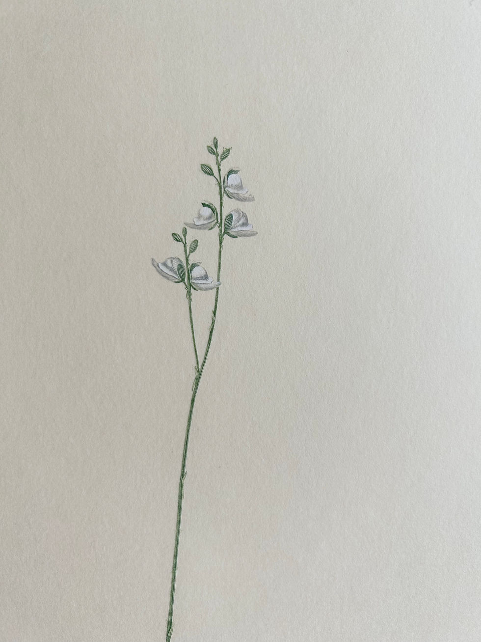 Thumbnail: Banks’ Florilegium Plate 241 UTRICULARIA CAERULEA (LENTIBULARIACEAE)