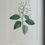 Thumbnail: Banks’ Florilegium Plate 220 TOURNEFORTIA SARMENTOSA (BORAGINACEAE)