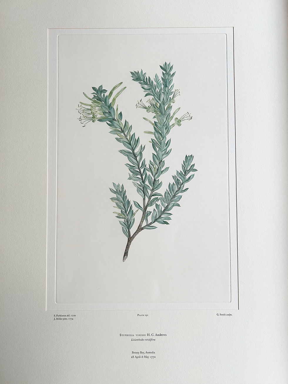 Thumbnail: Banks' Florilegium Plate 191 STYPHELIA VIRIDIS (EPACRIDACEAE)