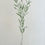 Thumbnail: Banks’ Florilegium Plate 287 PIMELEA CORNUCOPIAE (THYMELAEACEAE)