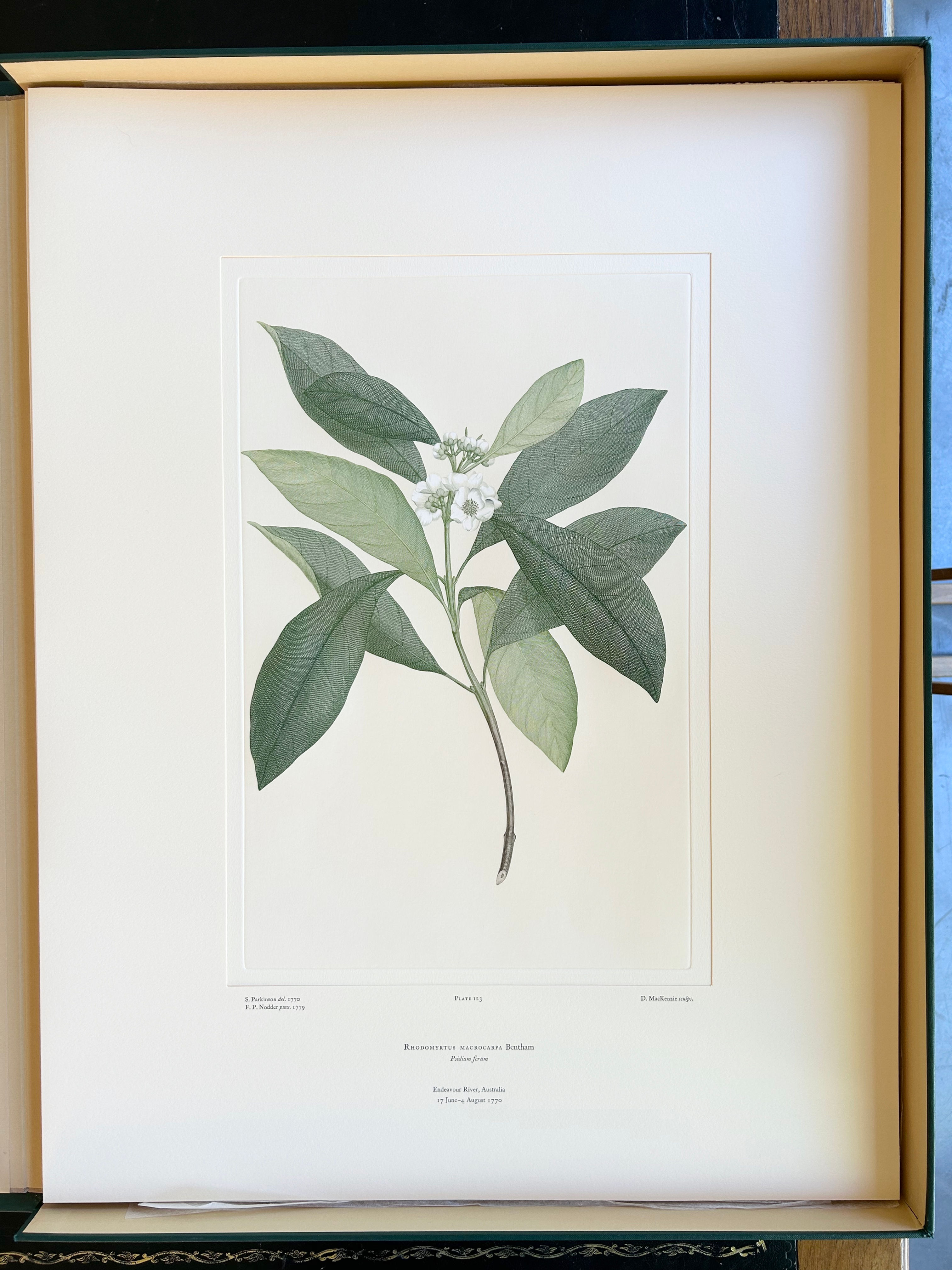 Banks' Florilegium Plate 123 RHODOMYRTUS MACROCARPA (MYRTACEAE)
