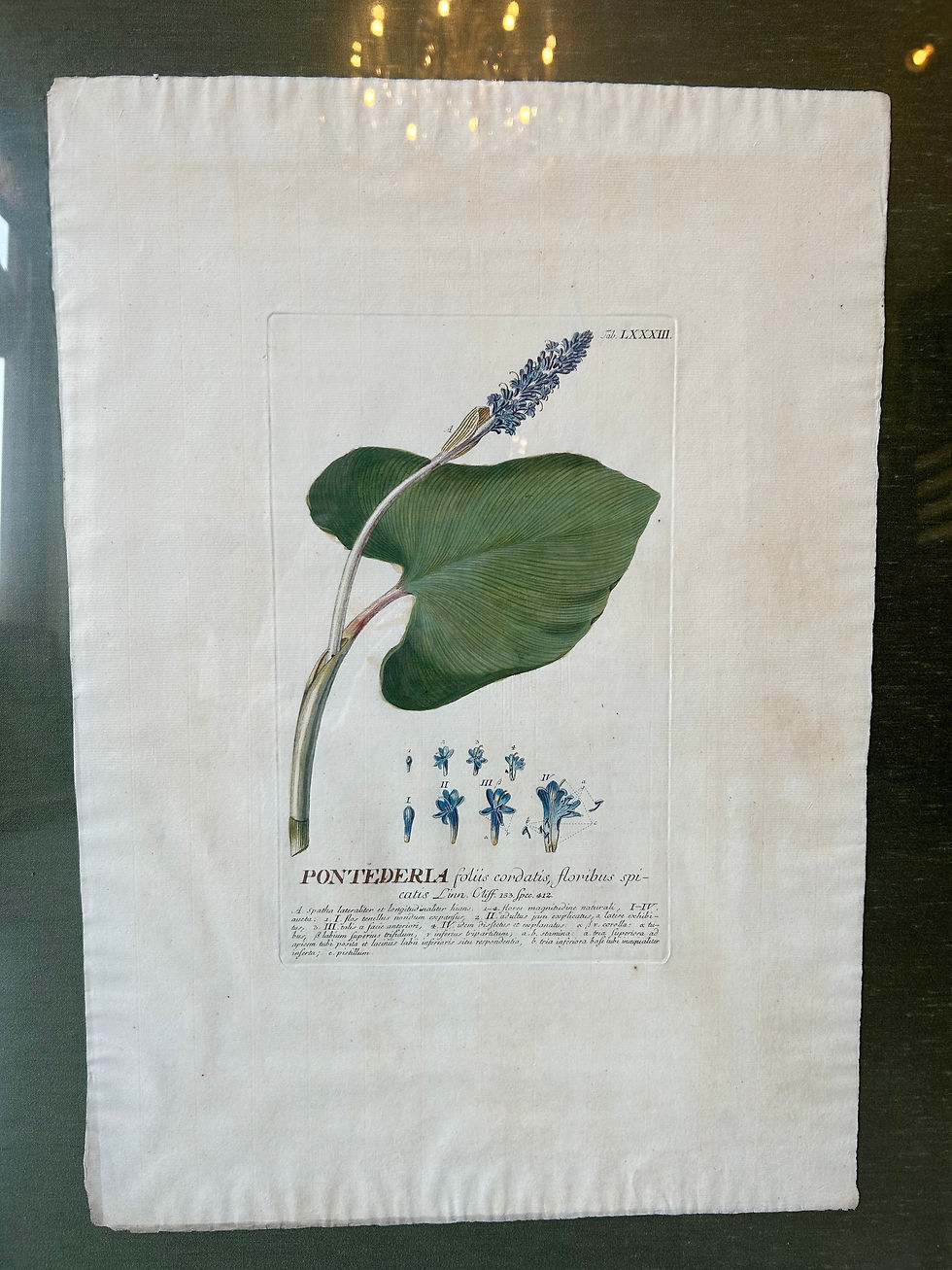 Pontederia Tab 83