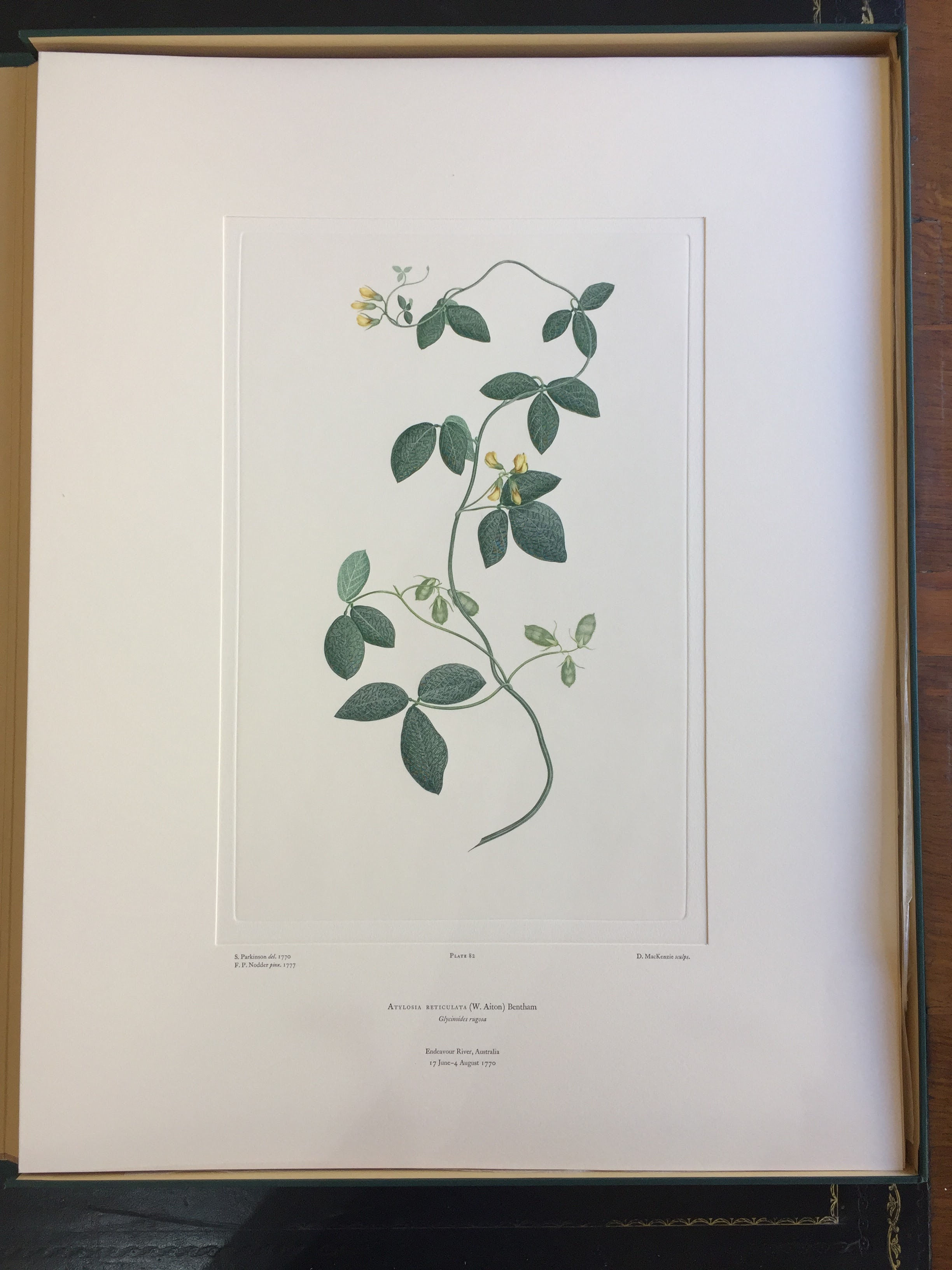 Banks' Florilegium Plate 82 ATYLOSA RETICULATA (LEGUMINOSAE)