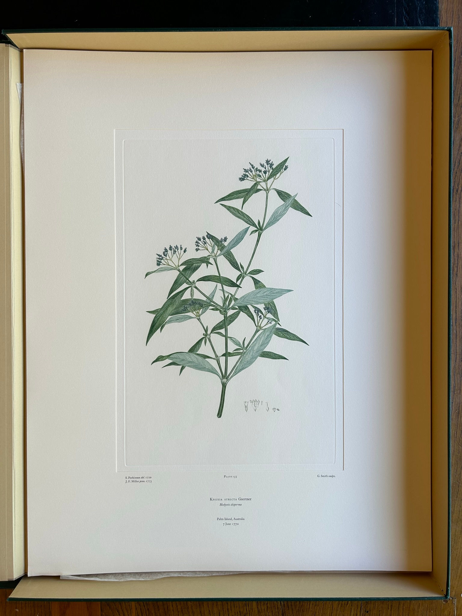 Banks' Florilegium Plate 155 KNOXIA STRICTA (RUBIACEAE)