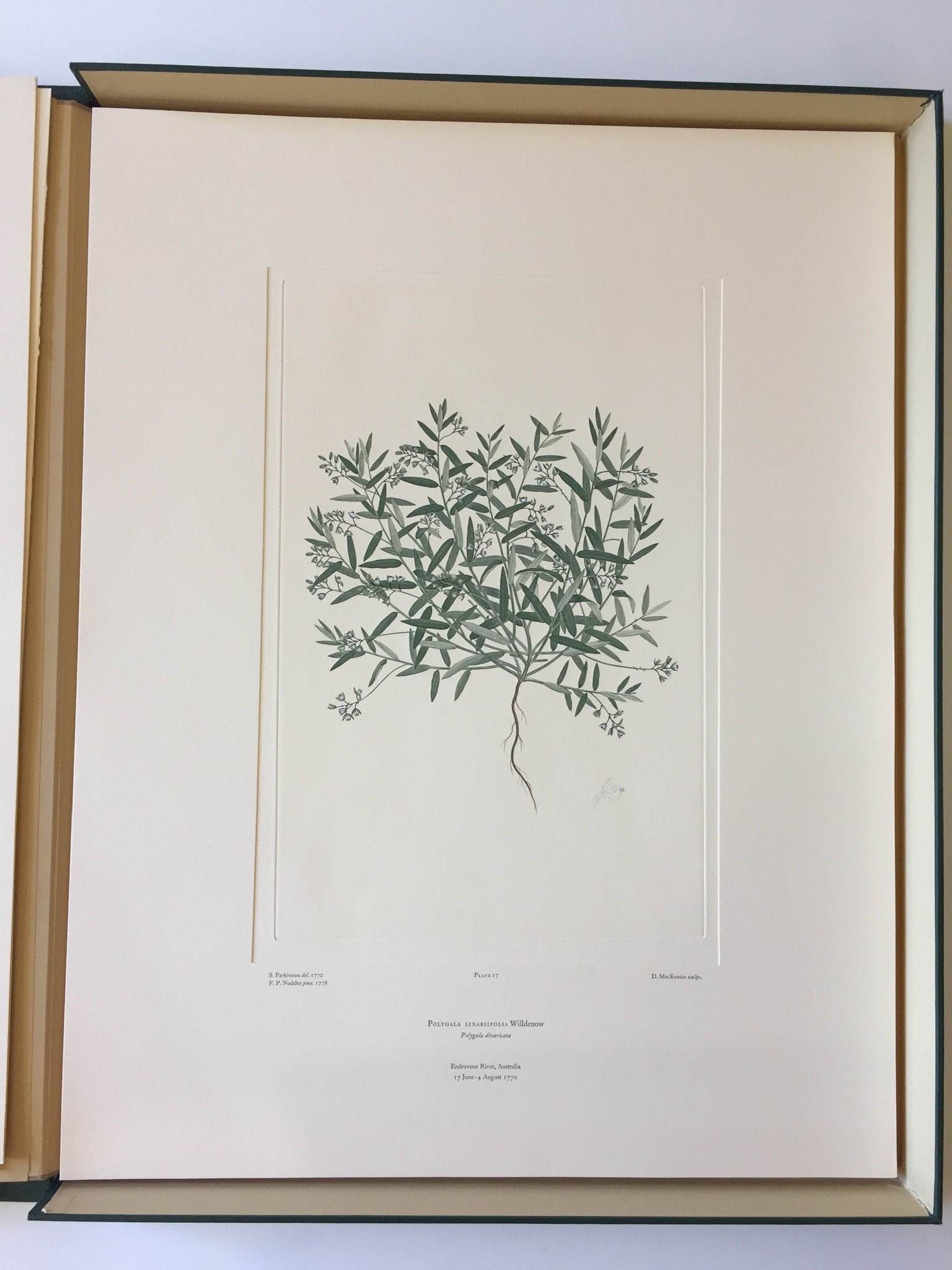 Banks' Florilegium Plate 17 POLYGALA LINARIIFOLIA (POLYGALACEAE)