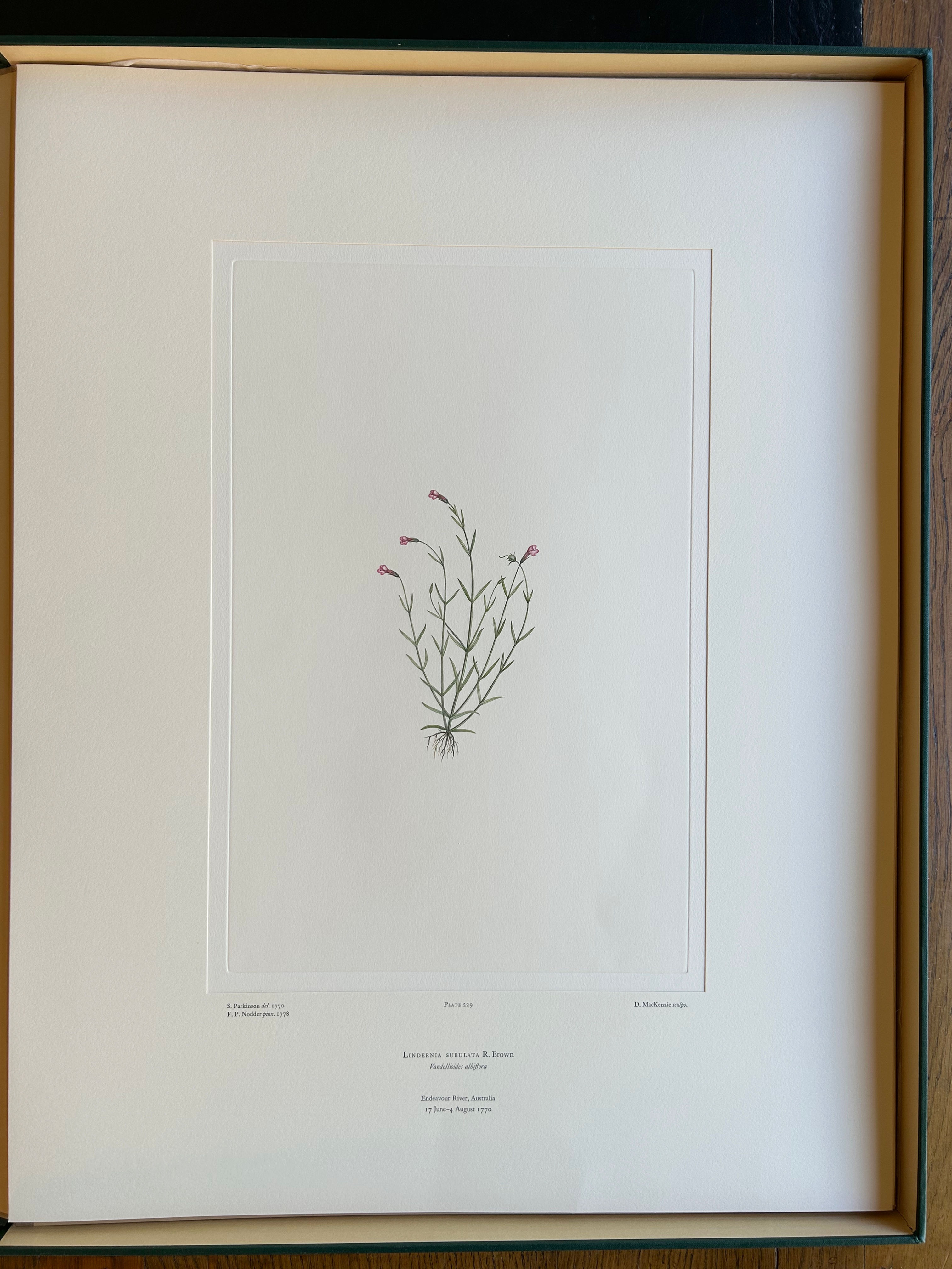 Banks’ Florilegium Plate 229 LINDERNIA SUBULATA (SCROPHULARIACEAE)